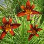 Daylilies