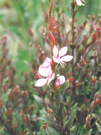 gaura pink fountain (Gaura lindheimeri (Gaura))