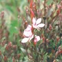 Gaura