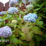 Front garden Hydrangea (Hydrangea)