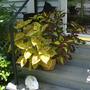 Coleus - Front Steps