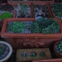 Sempervivum