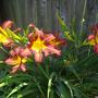 Daylilies