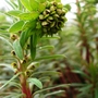 A garden flower photo (Euphorbia characias (Spurge))