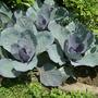 Red Cabbage