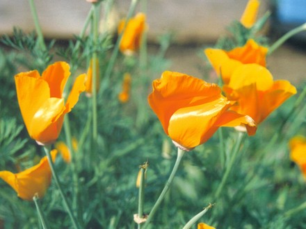 California Poppies (Eschscholzia californica (California poppy))