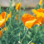 Eschscholzia californica (California poppy)