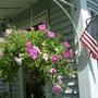 Hanging Basket