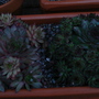 Sempervivum 'Noir' & 'Blood Tip' (Sempervivum hybrid)
