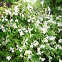 Clematis_alba_luxuriant