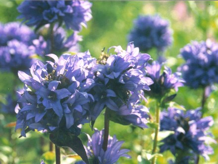 cluster bellflower (campanula)