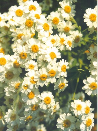Feverfew (Tanacetum parthenium (Balls Double White))