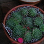Sempervivum arachnoideum 'Rubin' (Sempervivum arachnoideum)