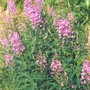 Rc_fireweed