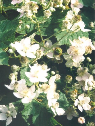 Himalayan Blackberry (rubus discolor)