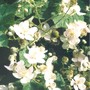 Rc_himalayan_blackberry