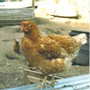 Rc_hen