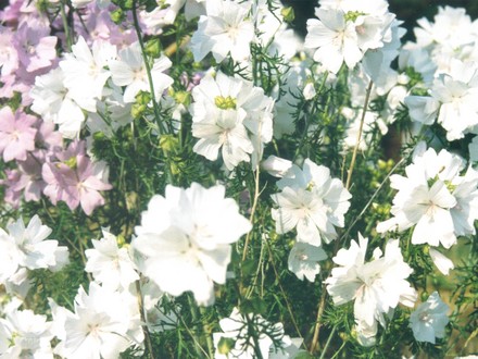 Checker Mallow  (sidalcea)