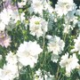 Rc_mallow