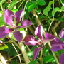 Clematis_j_003