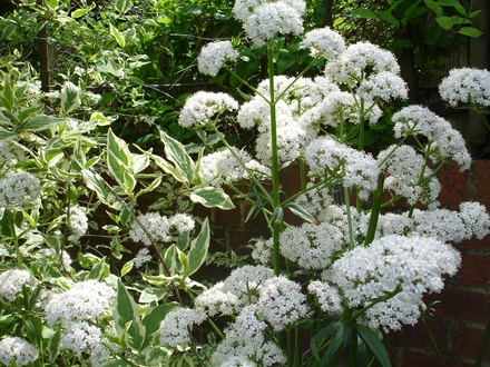 Valeriana officinalis (Valeriana officinalis (Arznei-Baldrian))