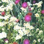 Rc_mixed_border