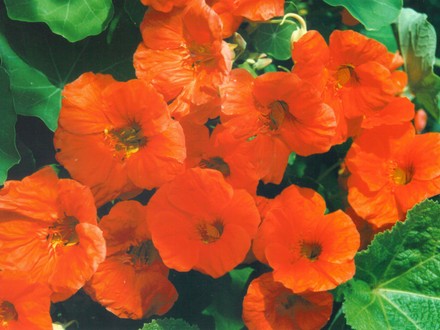 nasturtium