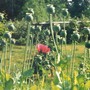Rc_poppies