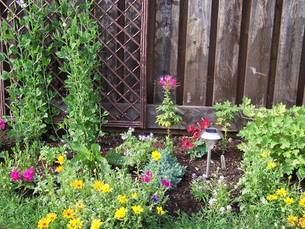A garden flower photo