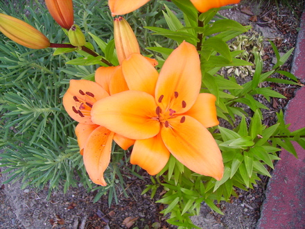 Orange lily (lilium)