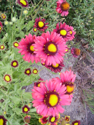 blanket flower  (gaillardia)