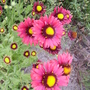 blanket flower  (gaillardia)