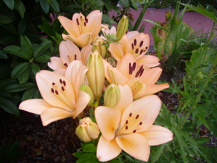 peach lilies (lilium)