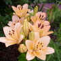 Pict0439