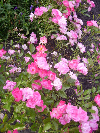 A garden flower photo (rosa radyod)