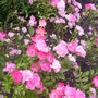 Pict0446