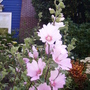 Pict0453