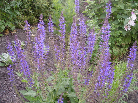 Salvia 'May Night' (Salvia nemorosa (Sage))