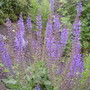 Salvia 'May Night' (Salvia nemorosa (Sage))