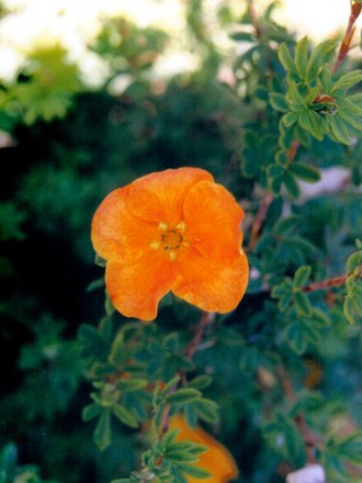 Potentilla 'sunset' (potentilla fruticosa)