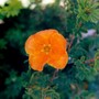 Potentilla