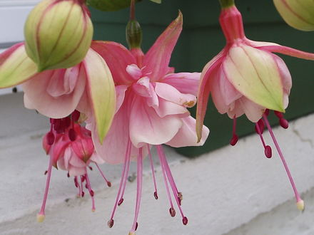 Trailing Fuchsia (var.unknown)