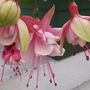 Fuchsiaunknown2