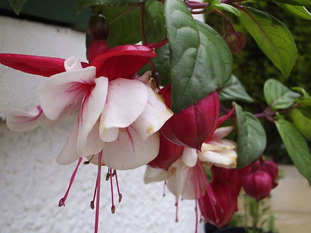Trailing Fuchsia (var. unknown)