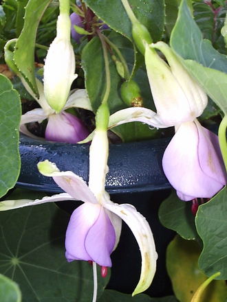 Fuchsia 