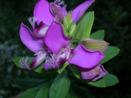 A garden flower photo