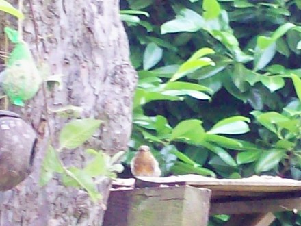 4 Janette MY NEW ROBIN :)