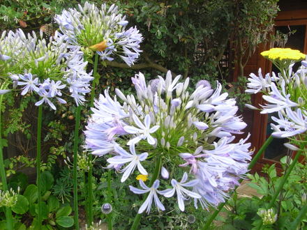 Agapanthus. (Agapanthus africanus (African blue lily))