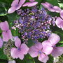 Hydrangea_lace_cap