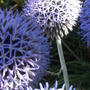 Echinops 'Globe thistle' (Echinops.)
